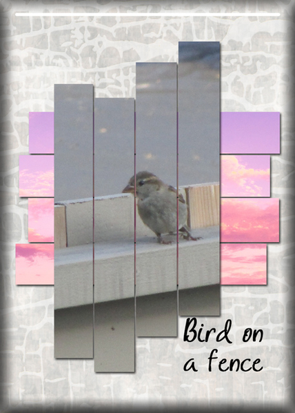 Bird on a fence