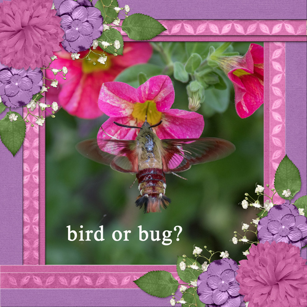bird or bug?