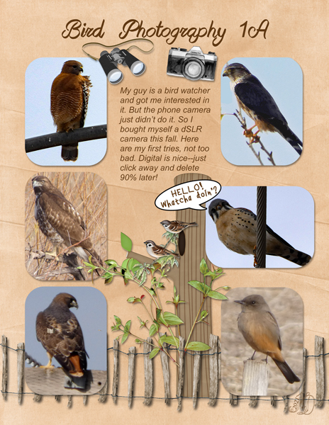 Bird Photography 1A