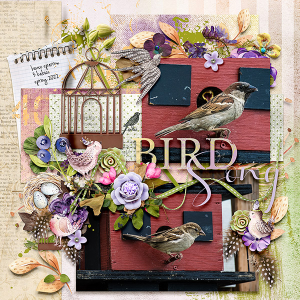 Bird Song