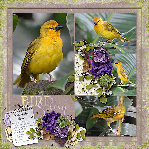 bird song