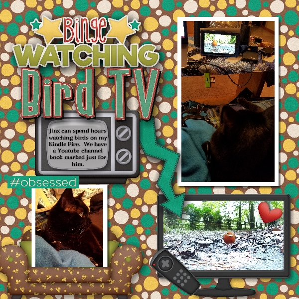 Bird TV