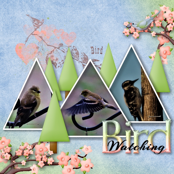 Bird Watching