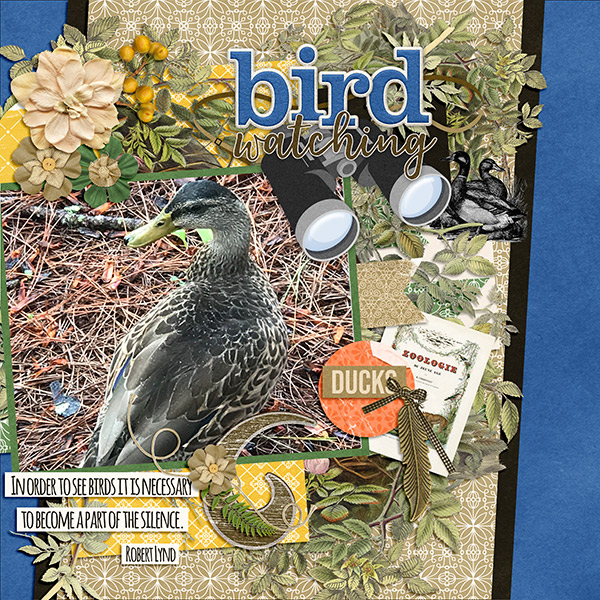 Bird Watching