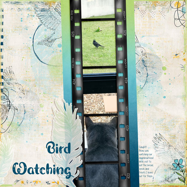 Bird Watching