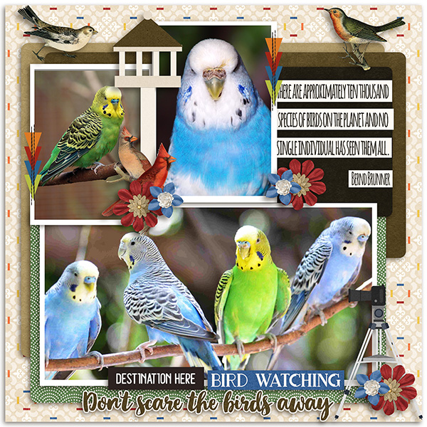 Bird Watching