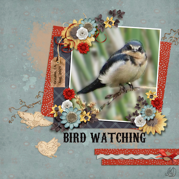 Bird watching