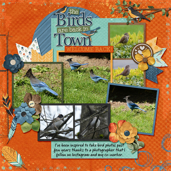 Bird Watching