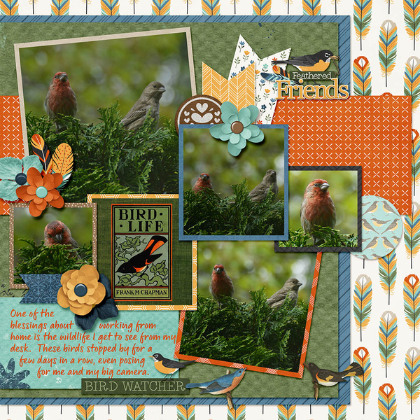 Bird Watching