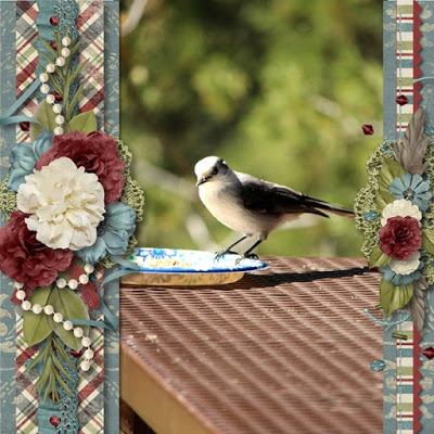 Bird