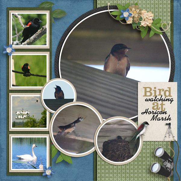 Bird_Watching2