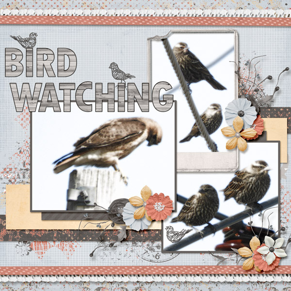 bird_watching_small