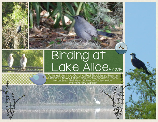 Birding at Lake Alice