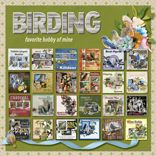birding_small
