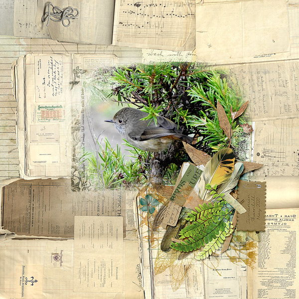 BIRDS AND NATURE