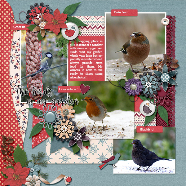 Birds in my garden