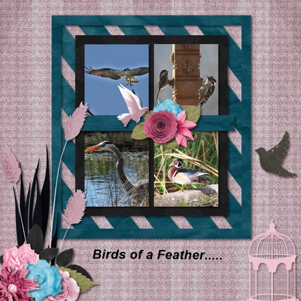 Birds of a Feather