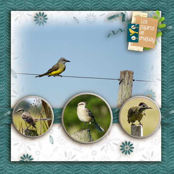 Birds of Uruguay