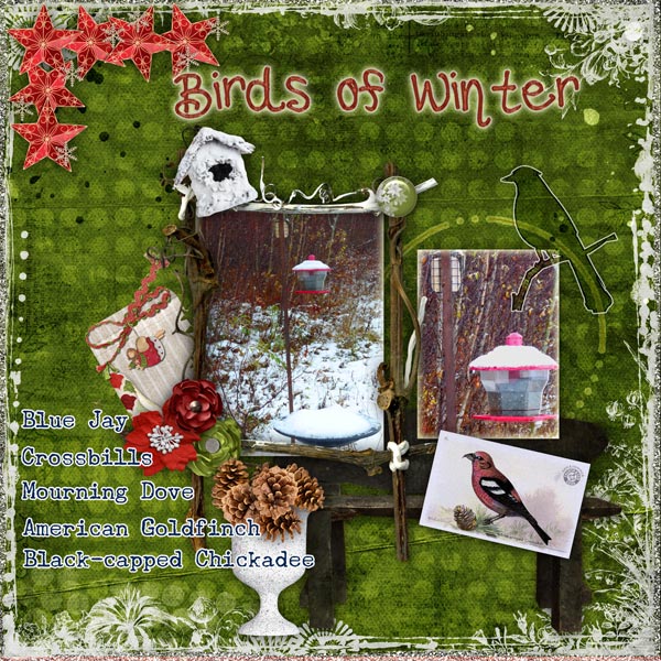 Birds of Winter
