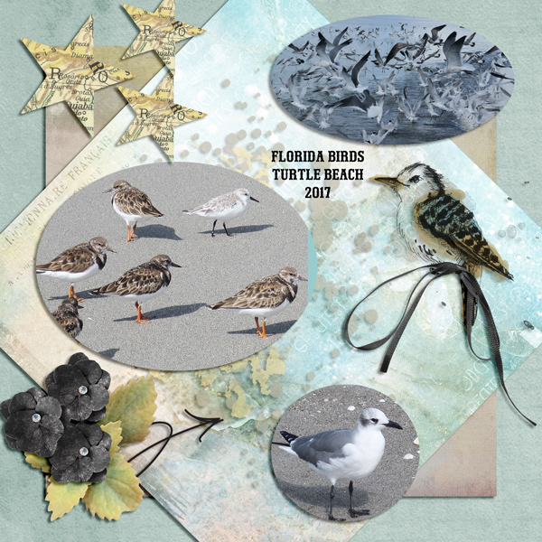 BIRDS-UIA-11-24