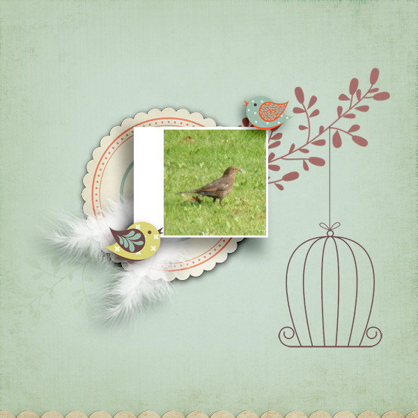 birds