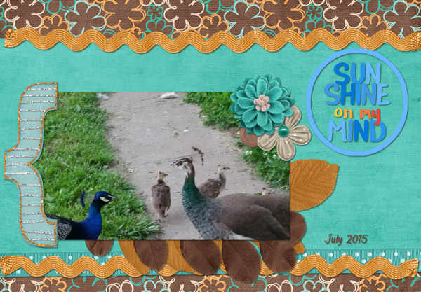 birds