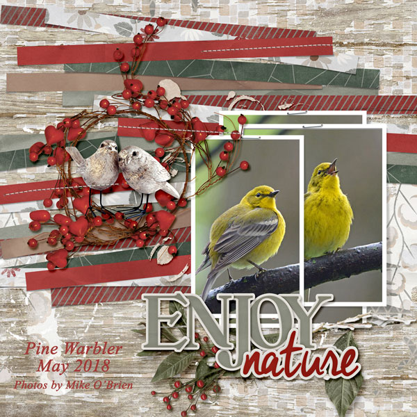 Birds