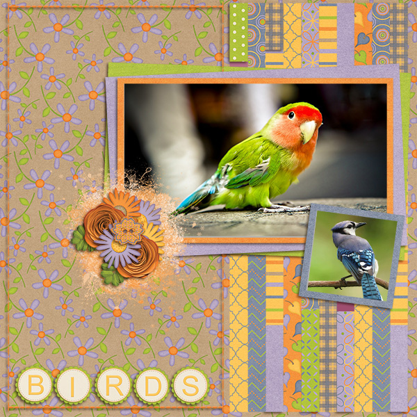Birds