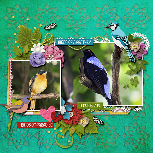 Birds