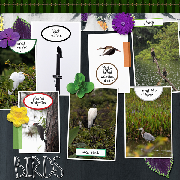 birds