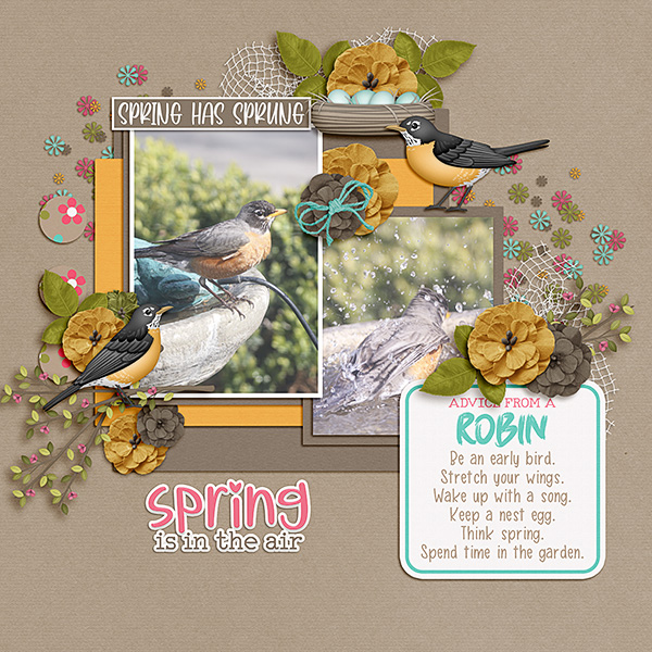 Birds