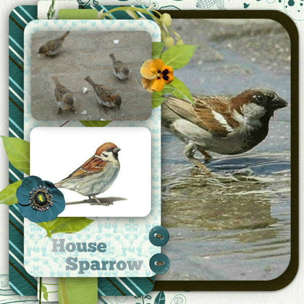 Birds3