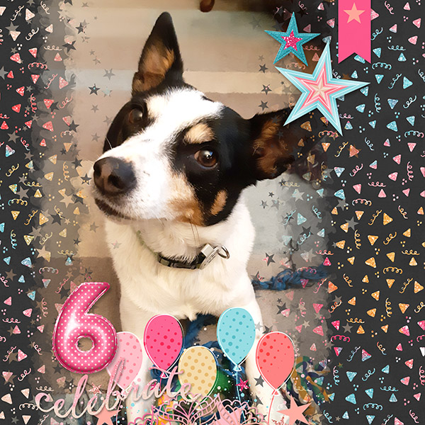 Birthday Dog