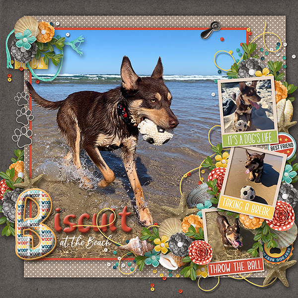 Biscuit at the Beach