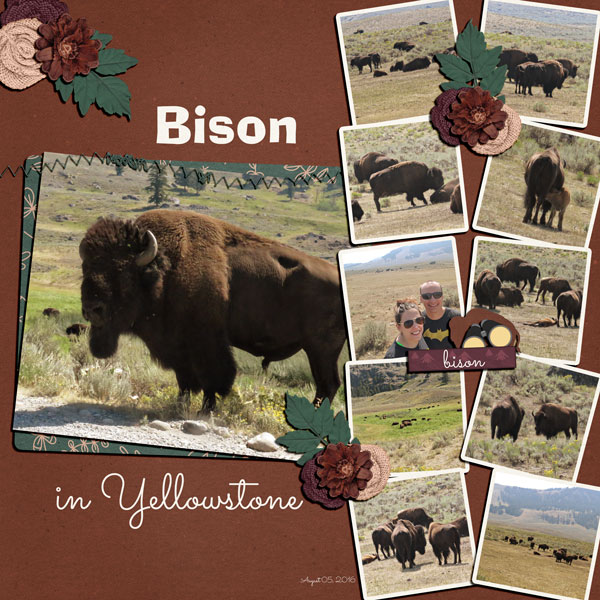 Bison in Yellowstone