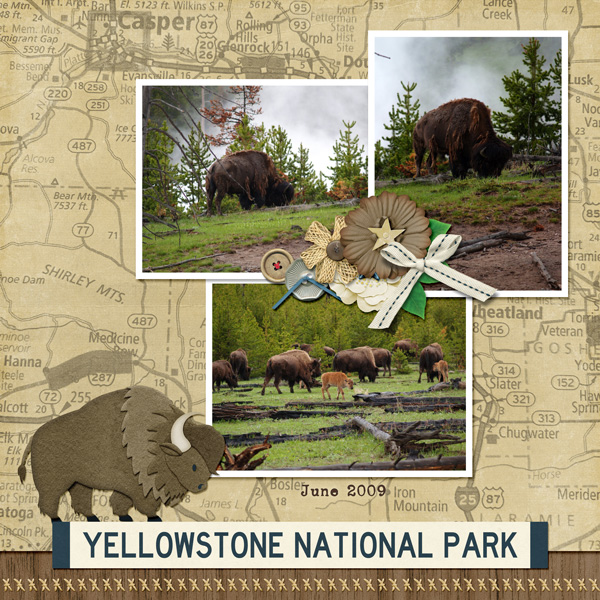 Bison June 2009