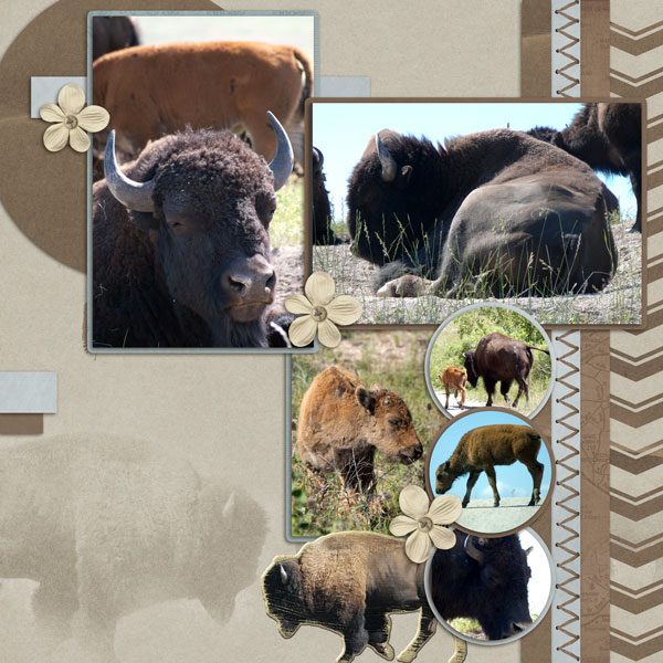Bison Range L