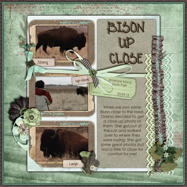 Bison Up Close
