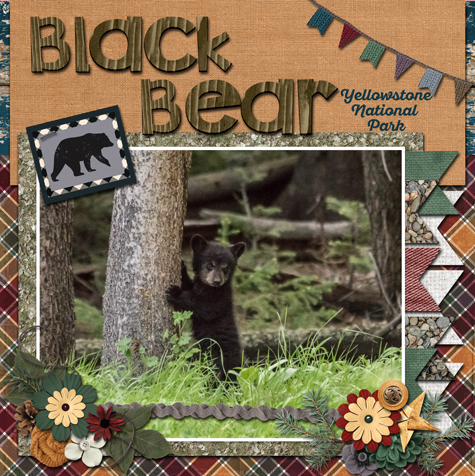 Black bear cub Yellowstone