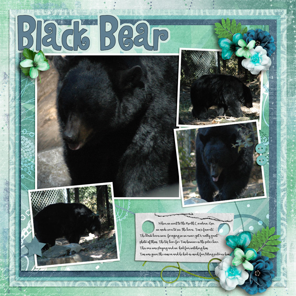 Black Bear