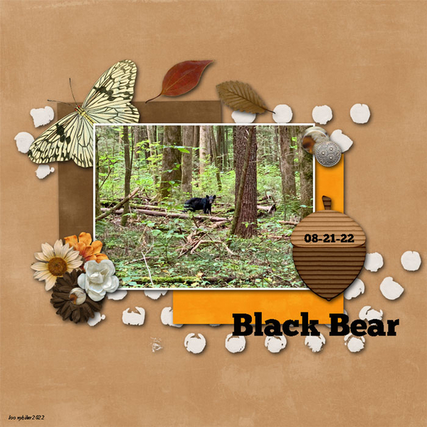 Black Bear
