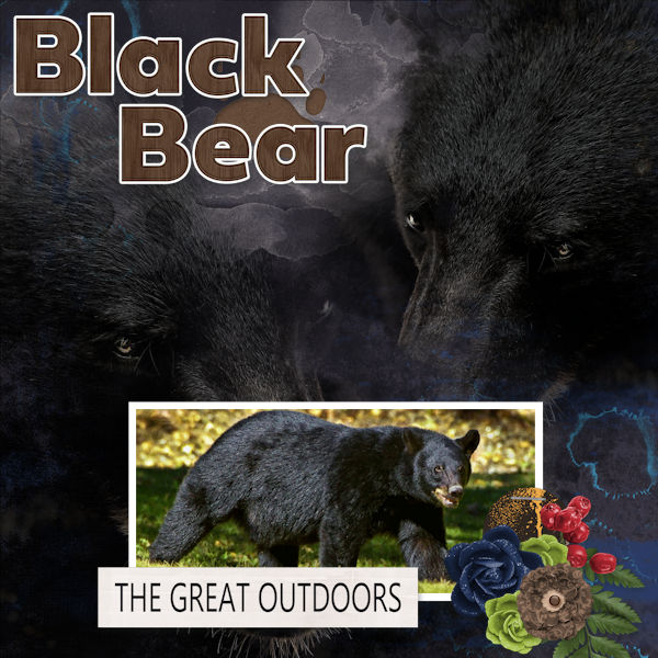 Black Bear
