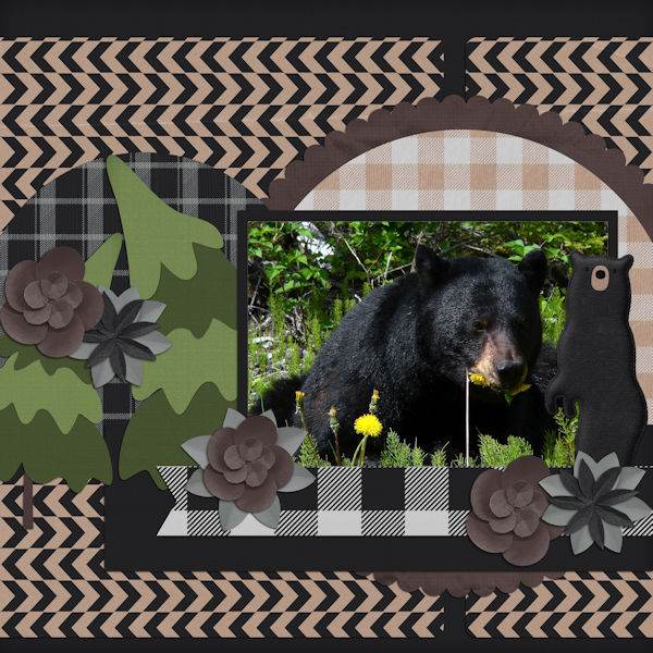 Black Bears QP