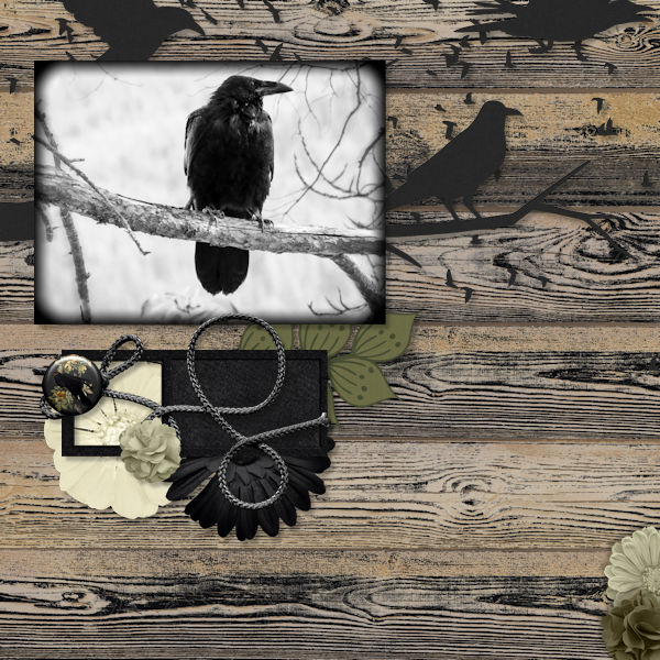 Black bird