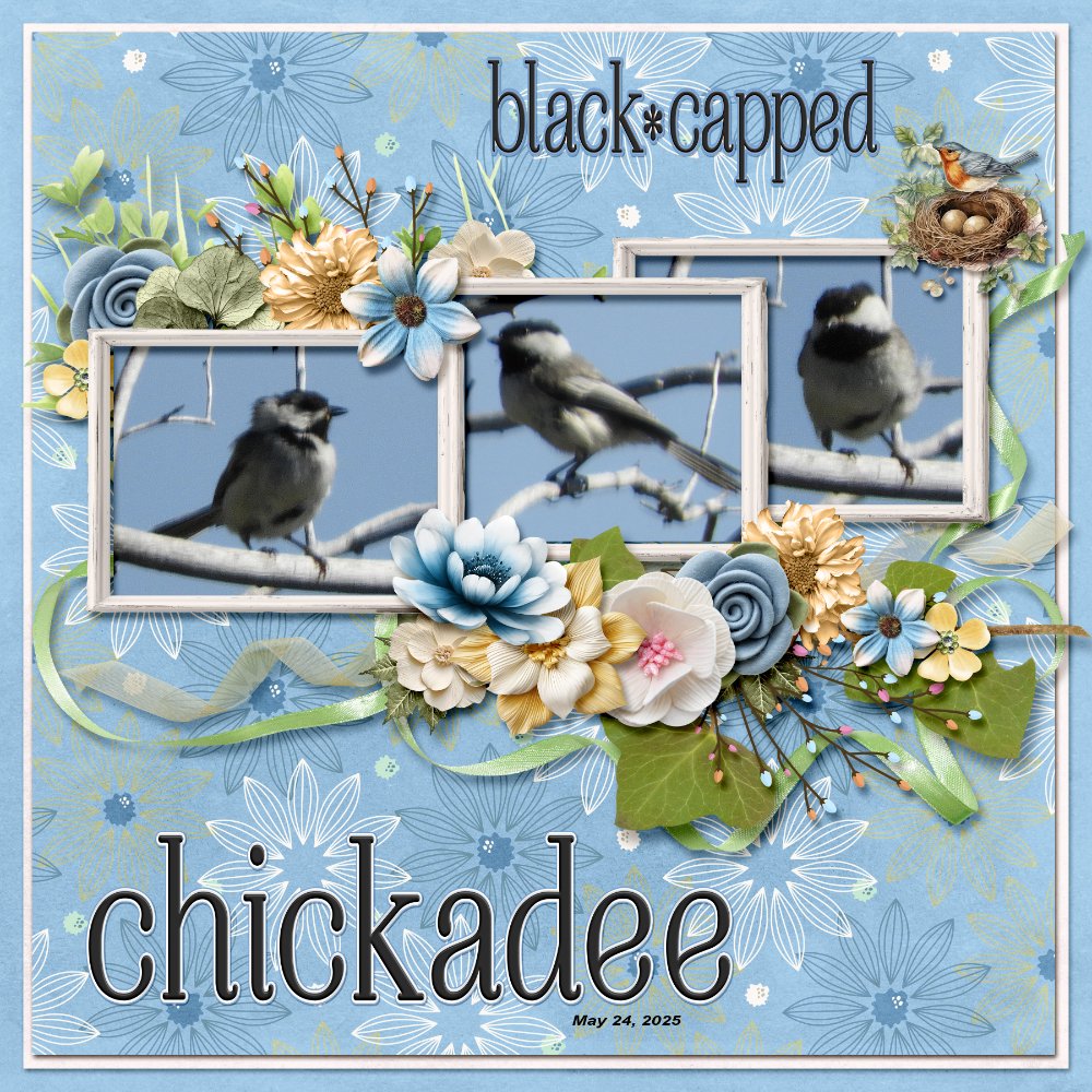 black-capped chickadee.jpg