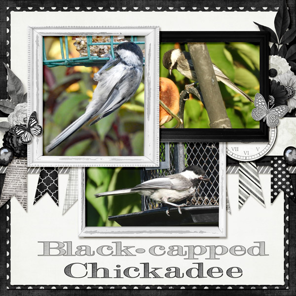 black-capped_chickadee_small1
