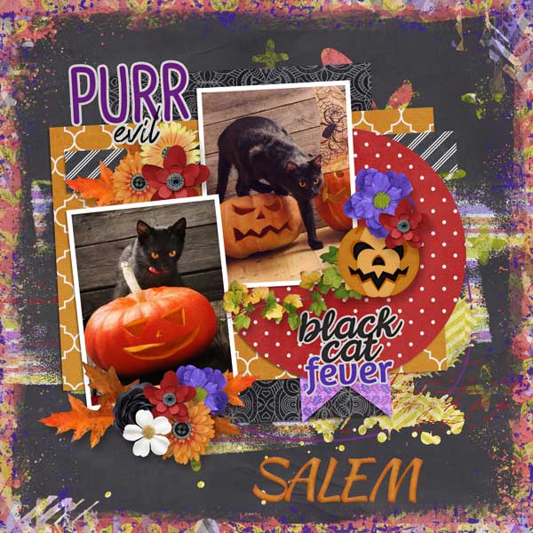 Black Cat Fever