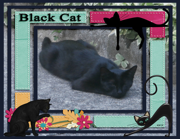 Black Cat