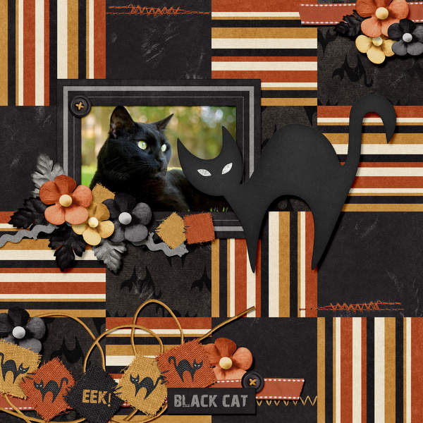 Black cat