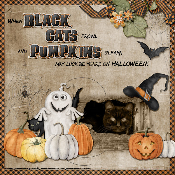 Black cat